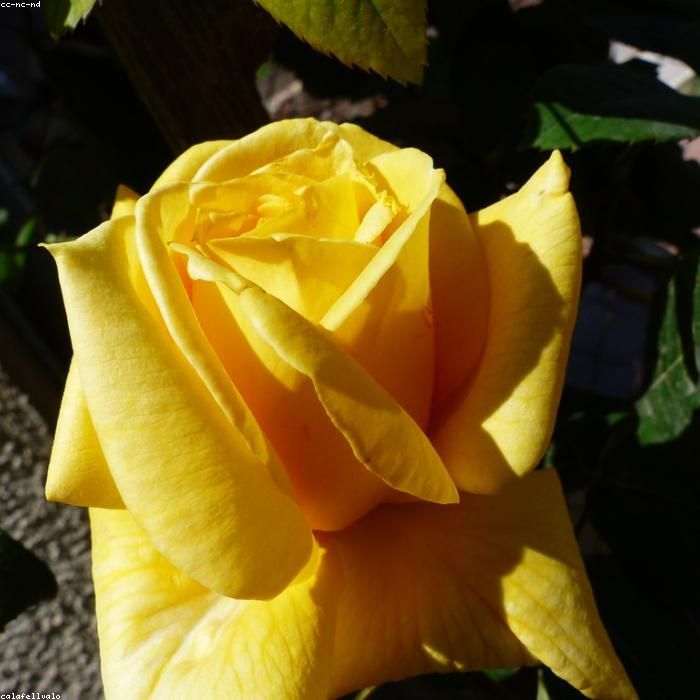 seed-PRF-005-1.jpg